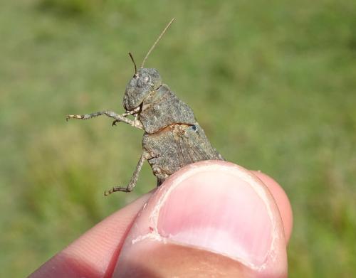 Oedipoda coerulea